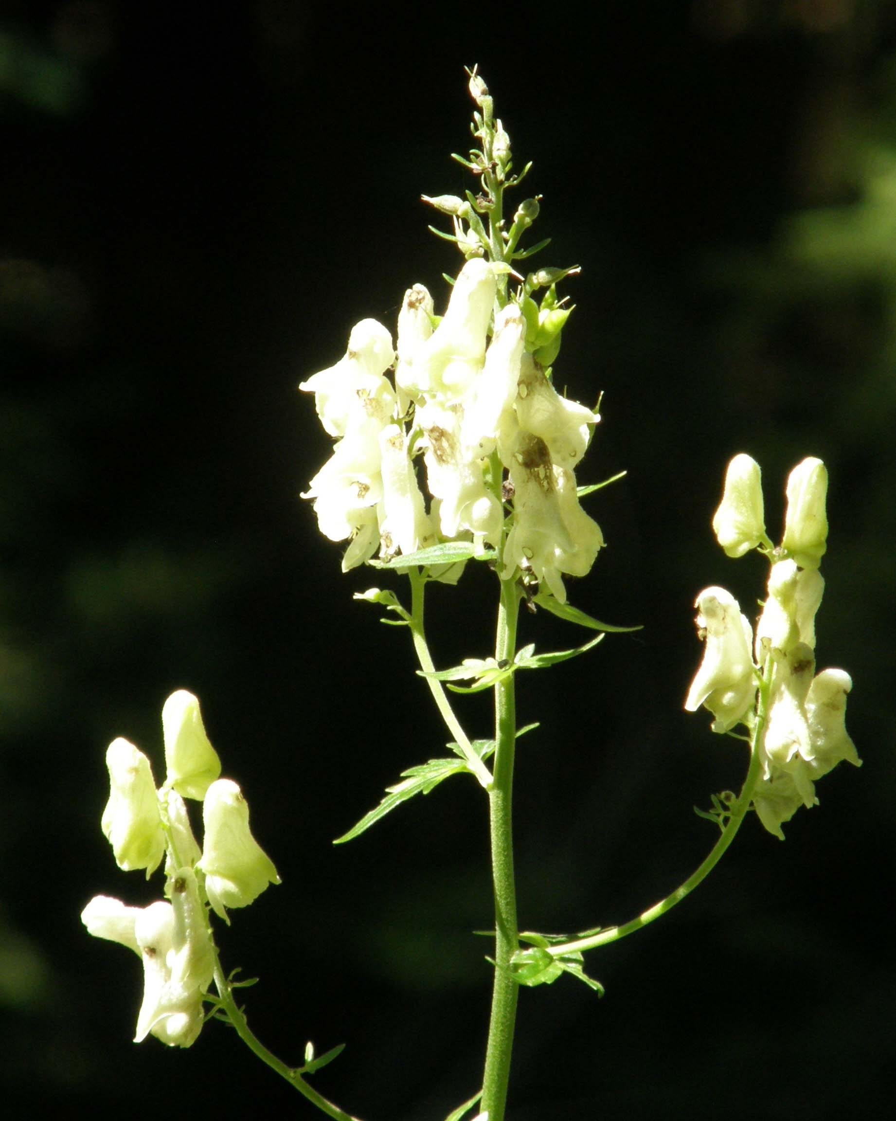 Aconitum lycoctonum