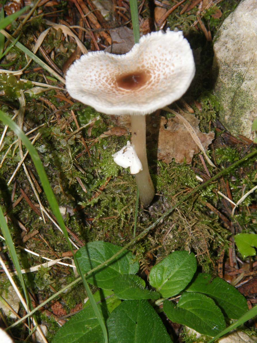 Lepiota cristata ?