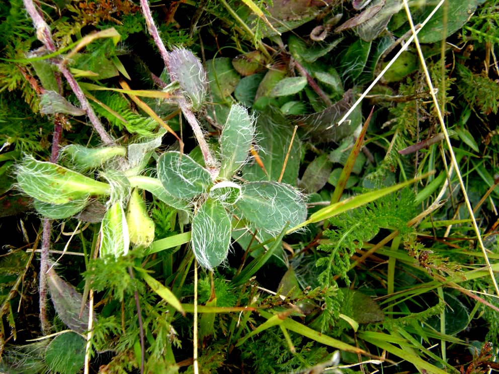 Pilosella cfr. officinarum  [= Hieracium cfr. pilosella]  (Asteraceae)