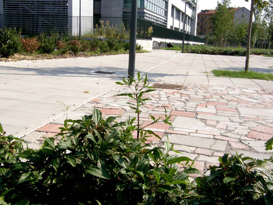 Eclipta prostrata (Asteraceae) a Milano