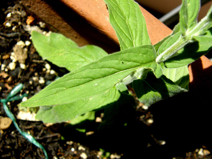 Ancora sul balcone - Epilobium cfr. parviflorum