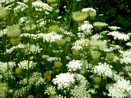 Apiacea  - Daucus carota