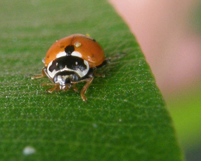Coccinella septempunctata, anzi no, Hippodamia variegata