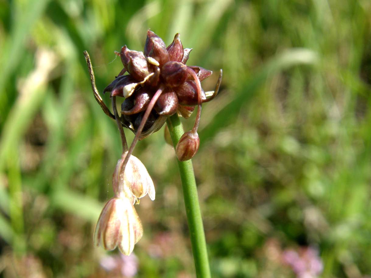 Allium oleraceum / Aglio selvatico