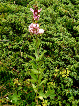 Lilium martagon / Giglio martagone