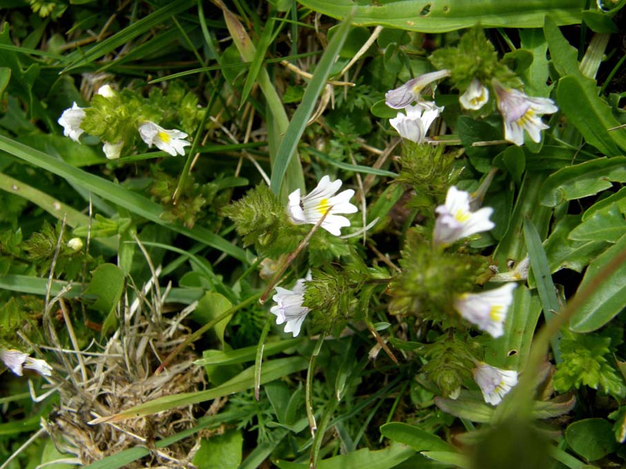 Euphrasia cfr. marchesettii  (Lamiales . Orobanchaceae)