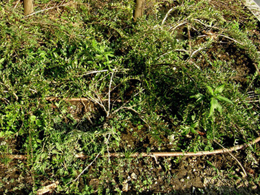 Eclipta prostrata (Asteraceae) a Milano