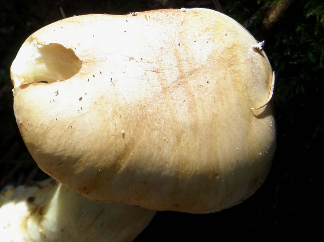 Un altro Agaricus?
