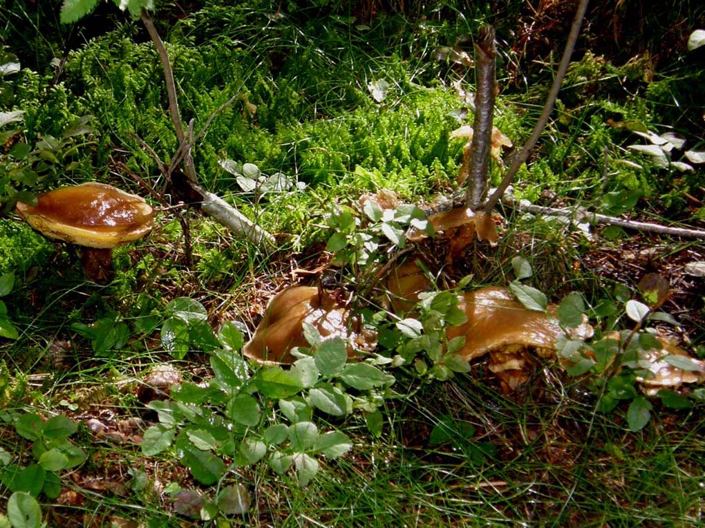 Sempre la stessa specie di Suillus?