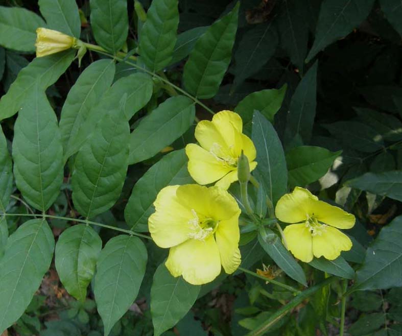 Oenothera sp. (Myrtales - Onagraceae)