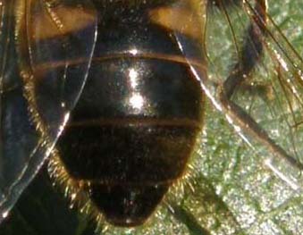 Eristalis tenax ♀ (Syrphidae)