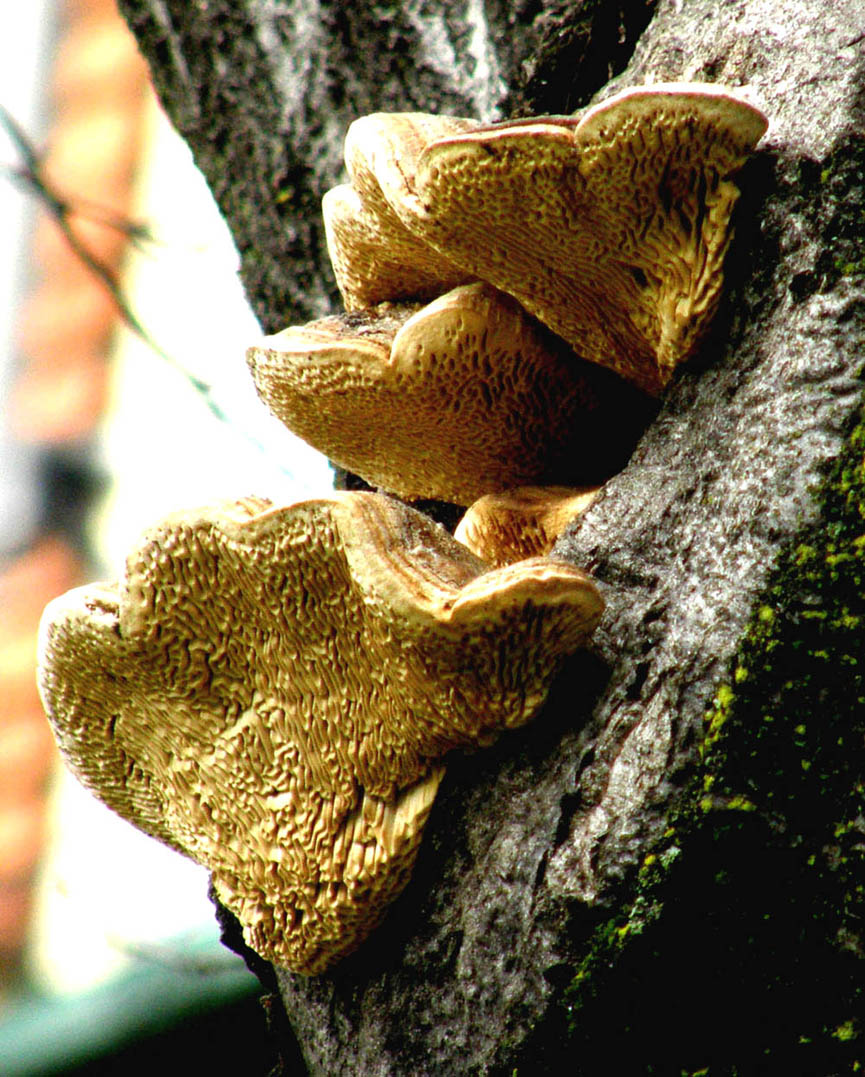 Parassita su una quercia (Daedalea quercina)