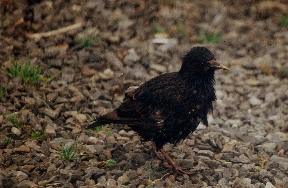 Passeriformi da identificare: Pispola e Storno