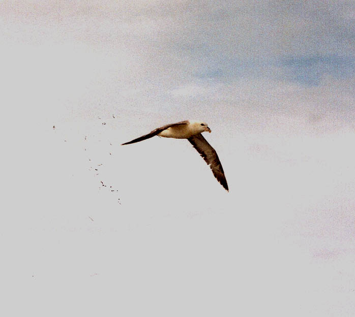 Uccello marino in volo da identificare