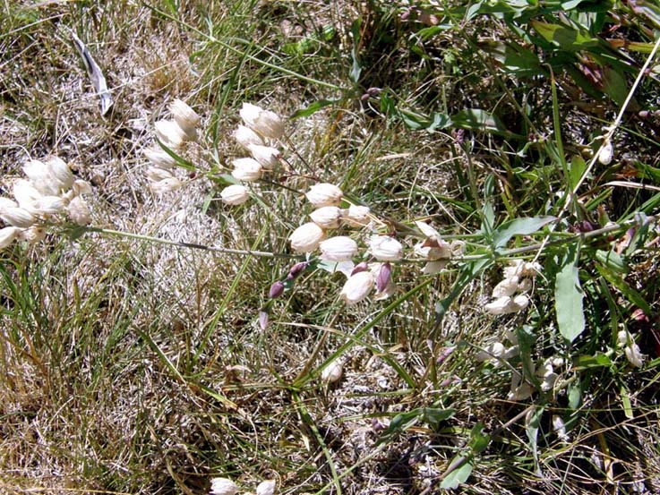 Silene vulgaris sl.