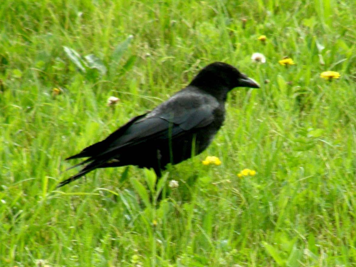 Corvo comune o cornacchia nera ?