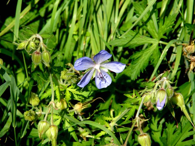Geranium pratense / Geranio dei prati