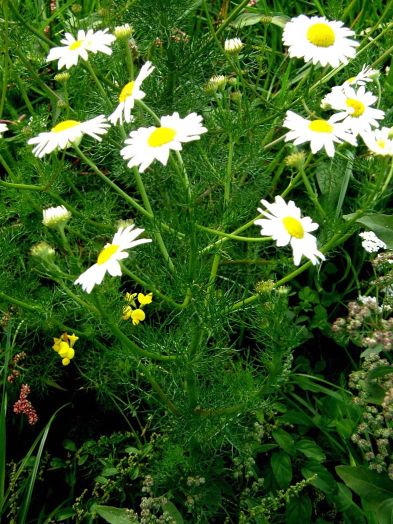 Tripleurospermum inodorum