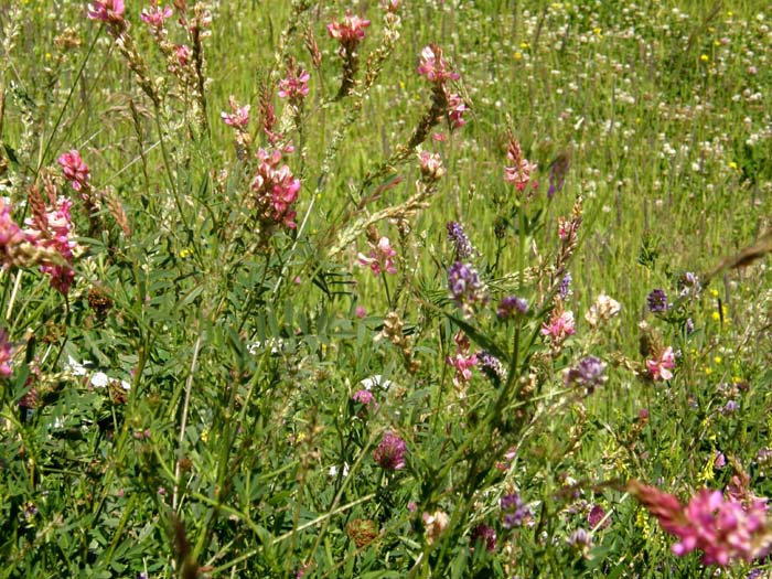 Onobrychis viciifolia (Fabaceae)