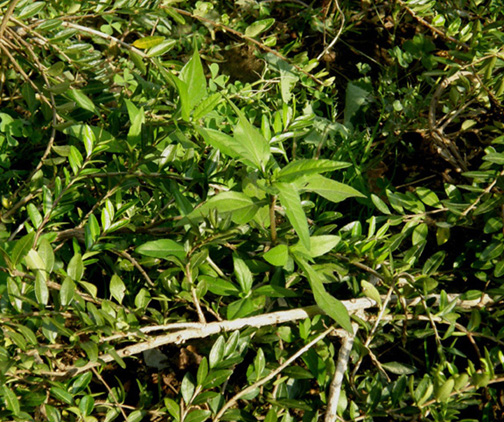 Eclipta prostrata (Asteraceae) a Milano