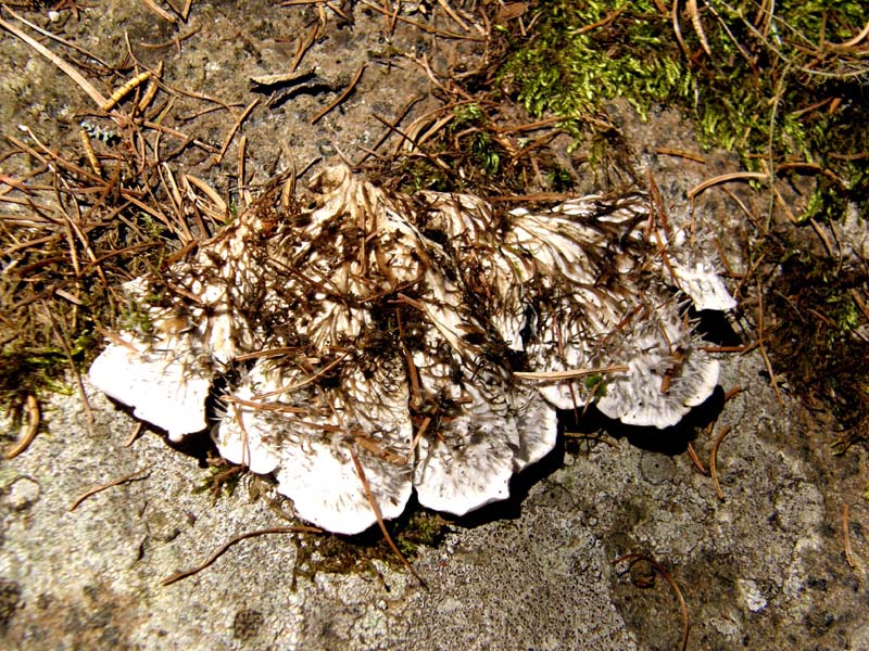 Peltigera sp. ?