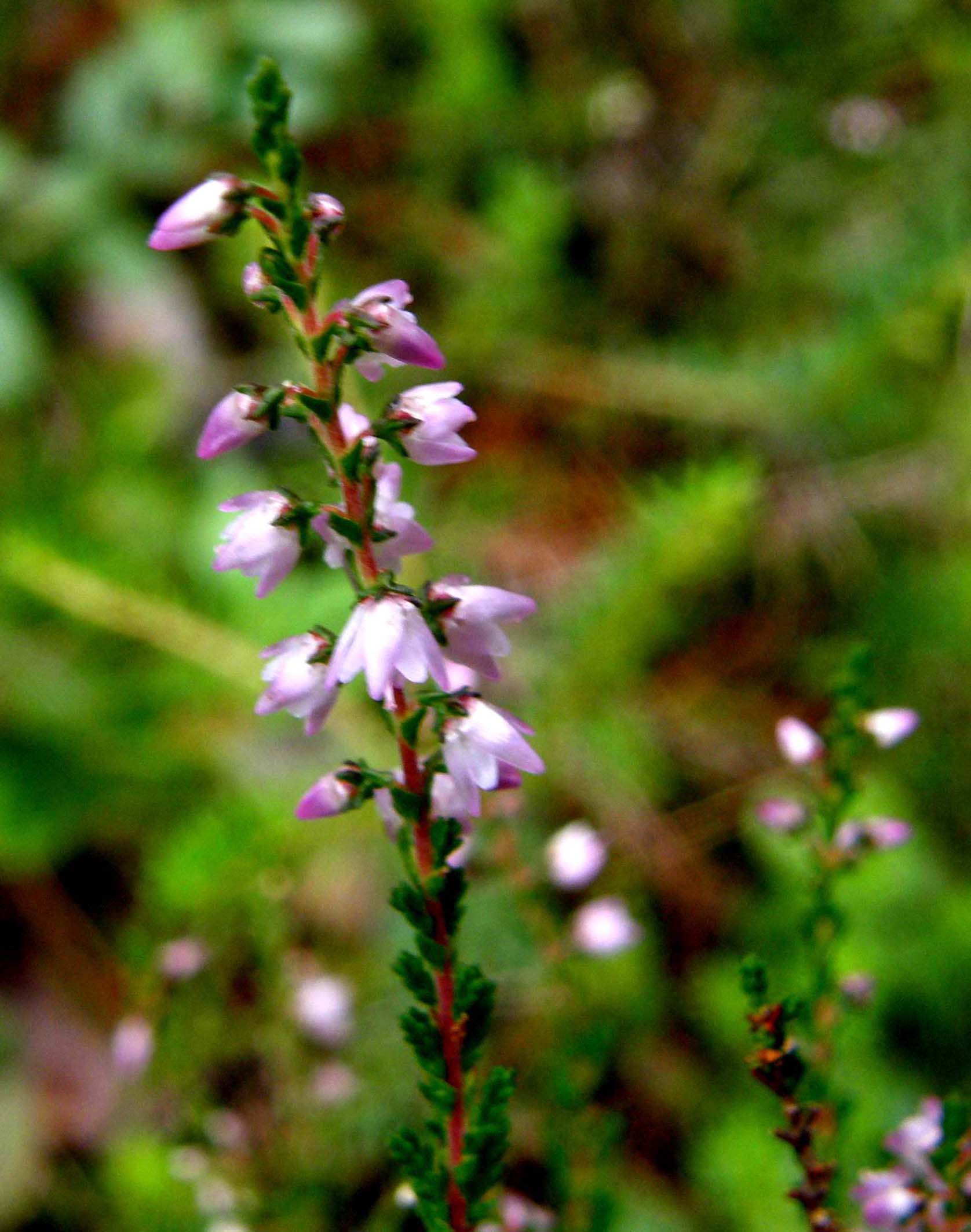 Calluna vulgaris