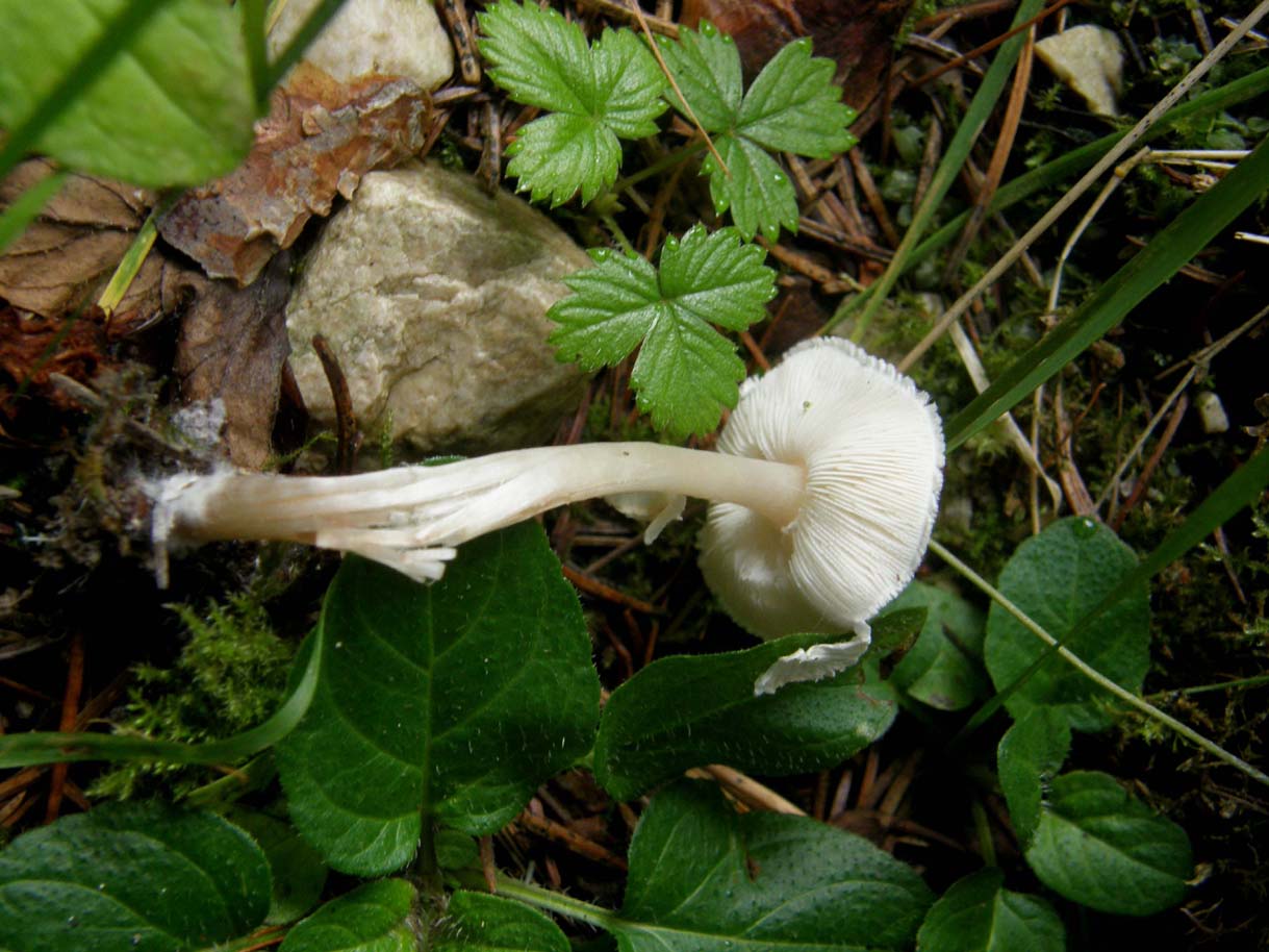 Lepiota cristata ?