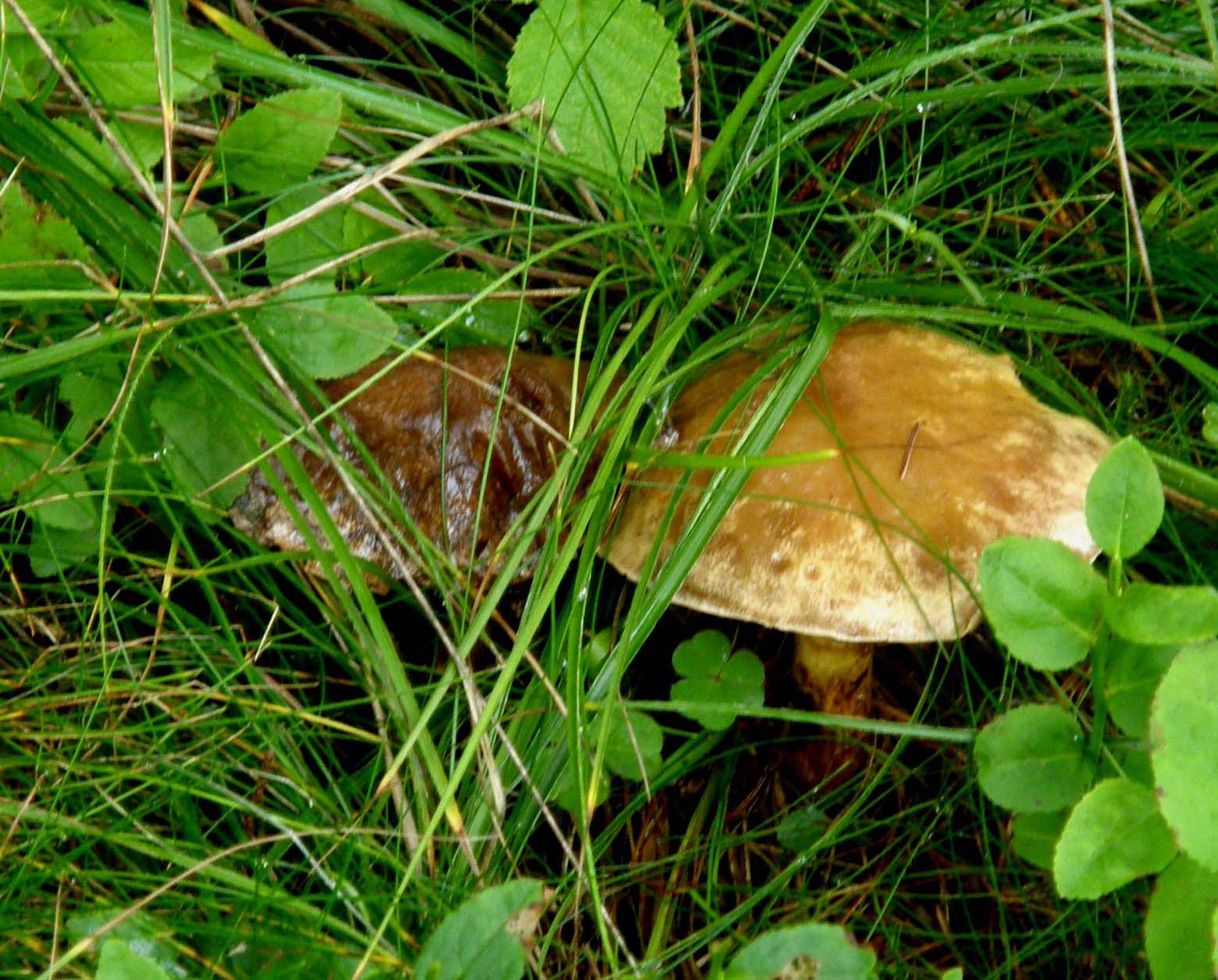 Sempre la stessa specie di Suillus?