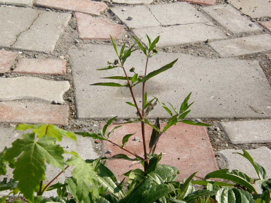 Eclipta prostrata (Asteraceae) a Milano