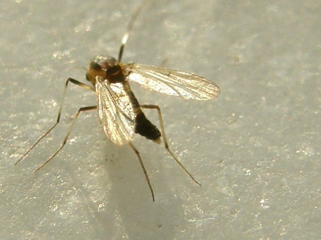 Piccolissimo da identificare