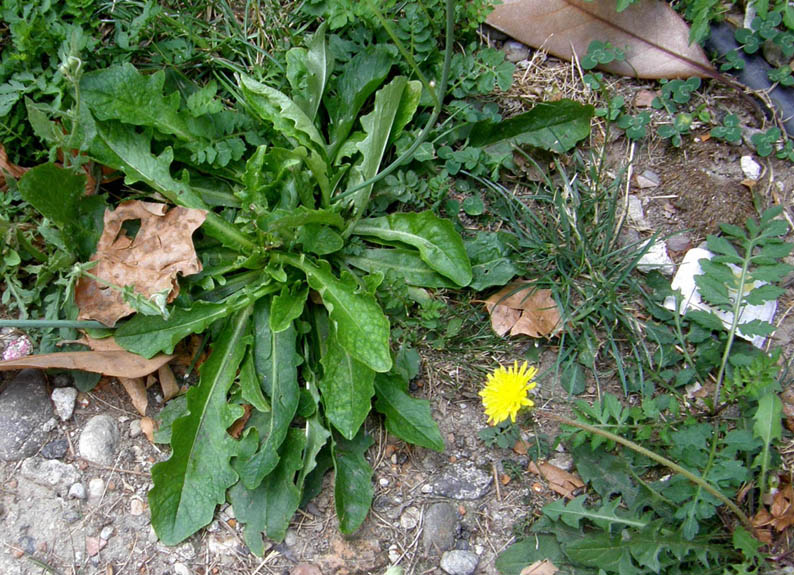 Asteracea  - Hypochaeris radicata