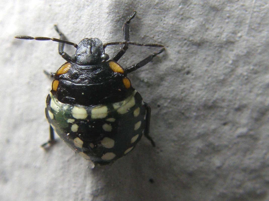 Pentatomidae : ninfe di Nezara viridula di Cornaredo (MI)