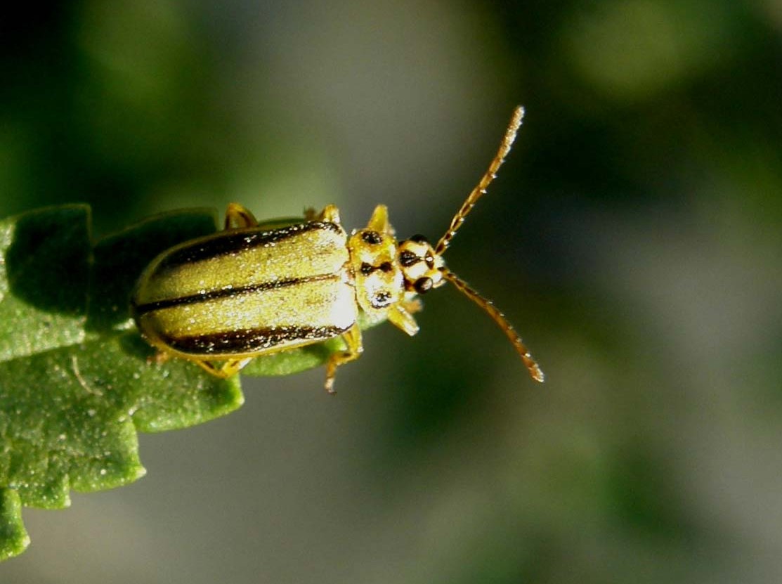 Xanthogaleruca luteola  (Chrysomelidae)