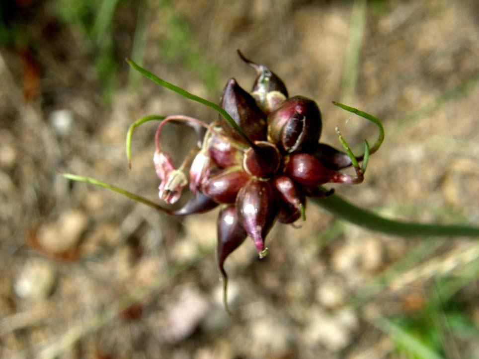 Allium oleraceum / Aglio selvatico