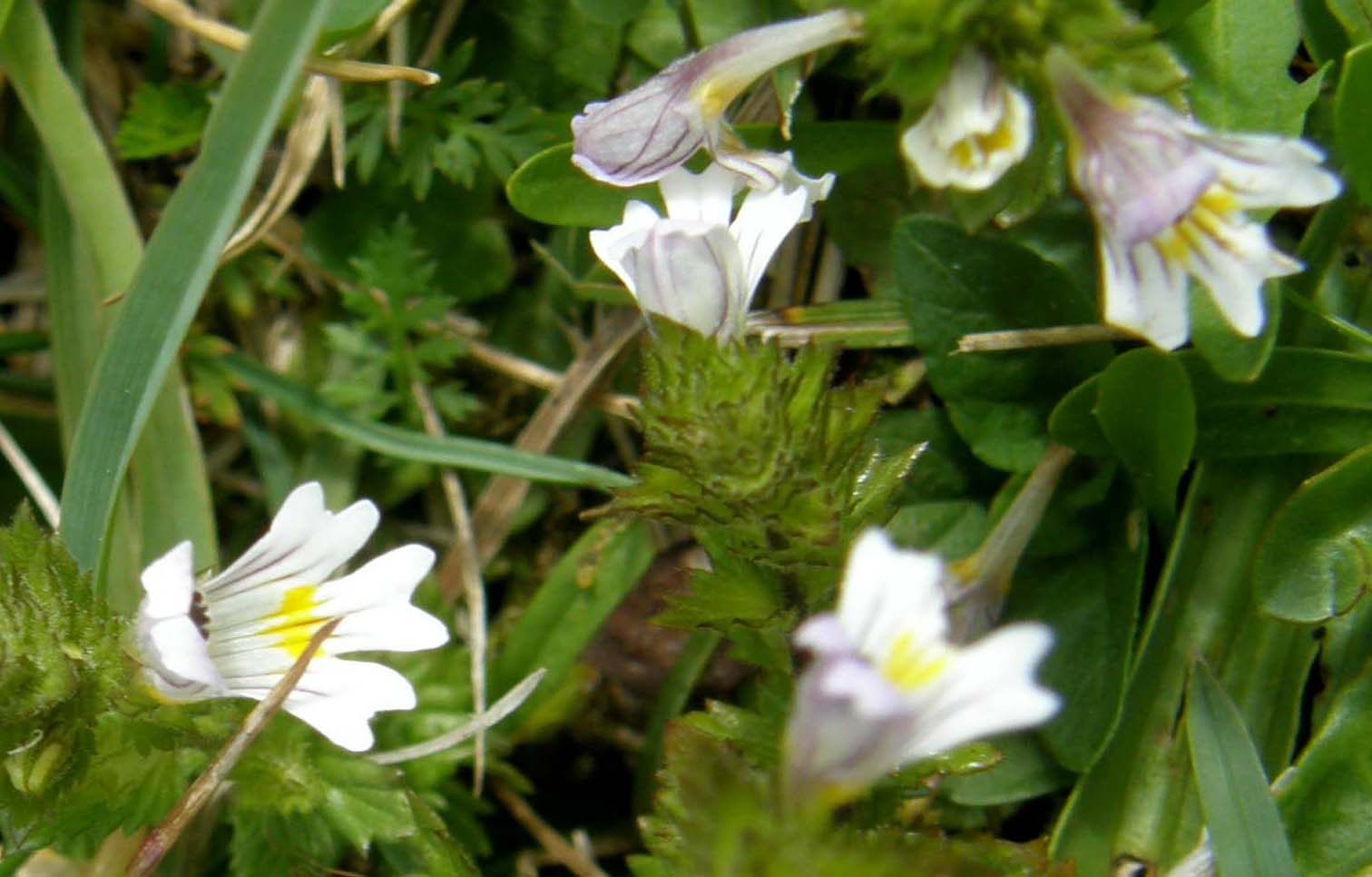 Euphrasia cfr. marchesettii  (Lamiales . Orobanchaceae)
