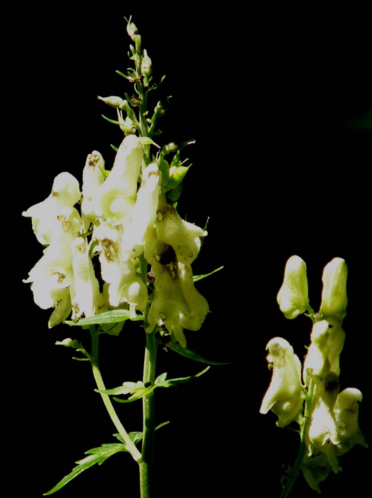 Aconitum lycoctonum