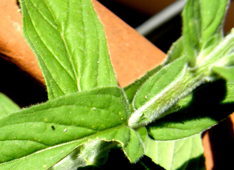 Ancora sul balcone - Epilobium cfr. parviflorum