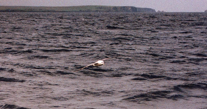 Uccello marino in volo da identificare