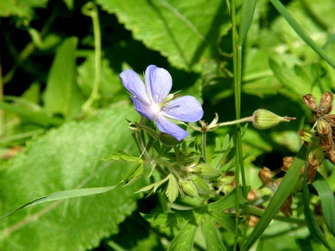 Geranium pratense / Geranio dei prati