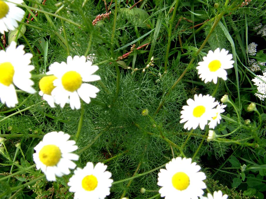 Tripleurospermum inodorum