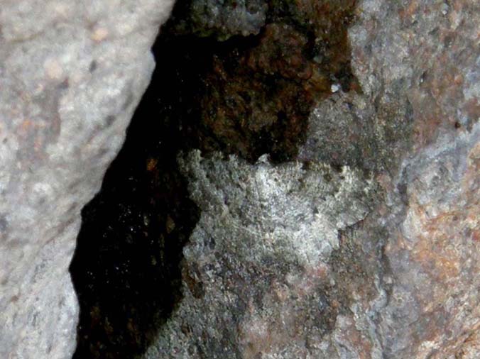 Falena super-mimetica