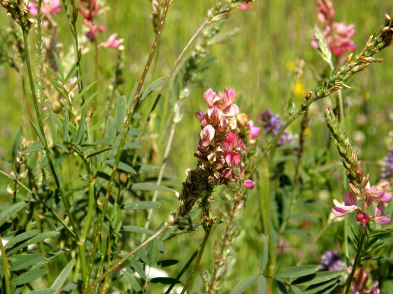 Onobrychis viciifolia (Fabaceae)