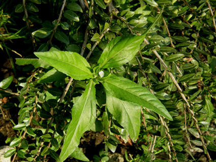 Eclipta prostrata (Asteraceae) a Milano