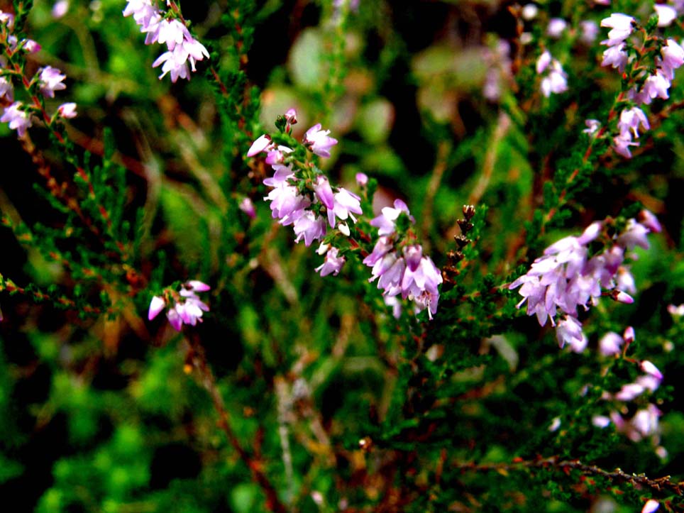 Calluna vulgaris
