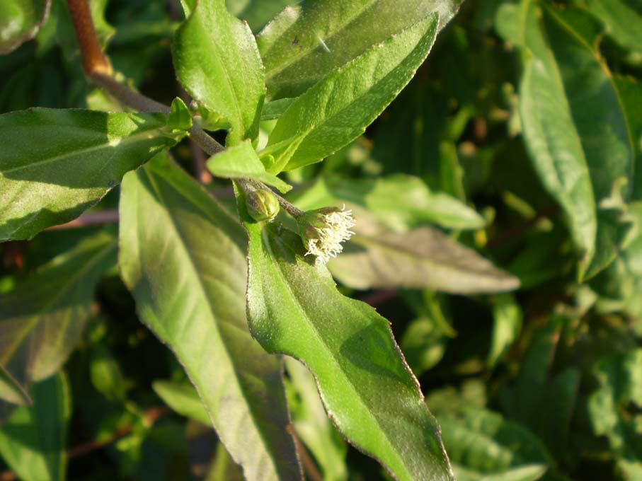 Eclipta prostrata (Asteraceae) a Milano