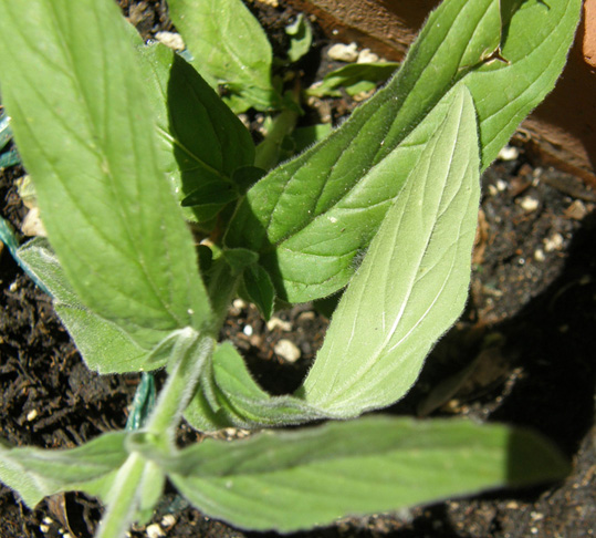 Ancora sul balcone - Epilobium cfr. parviflorum