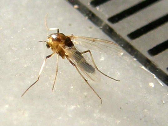 Piccolissimo da identificare