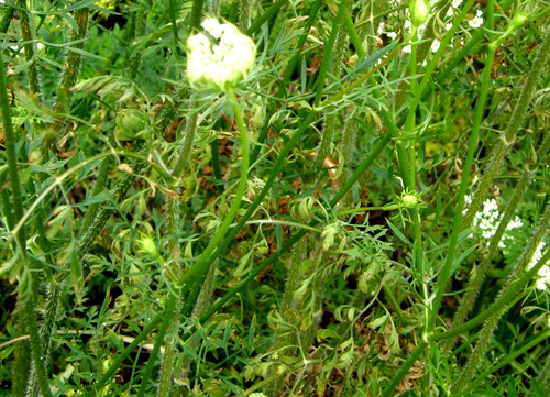 Apiacea  - Daucus carota