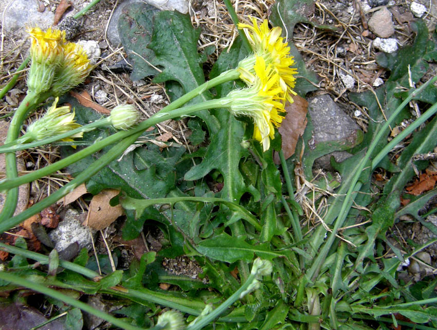 Asteracea  - Hypochaeris radicata