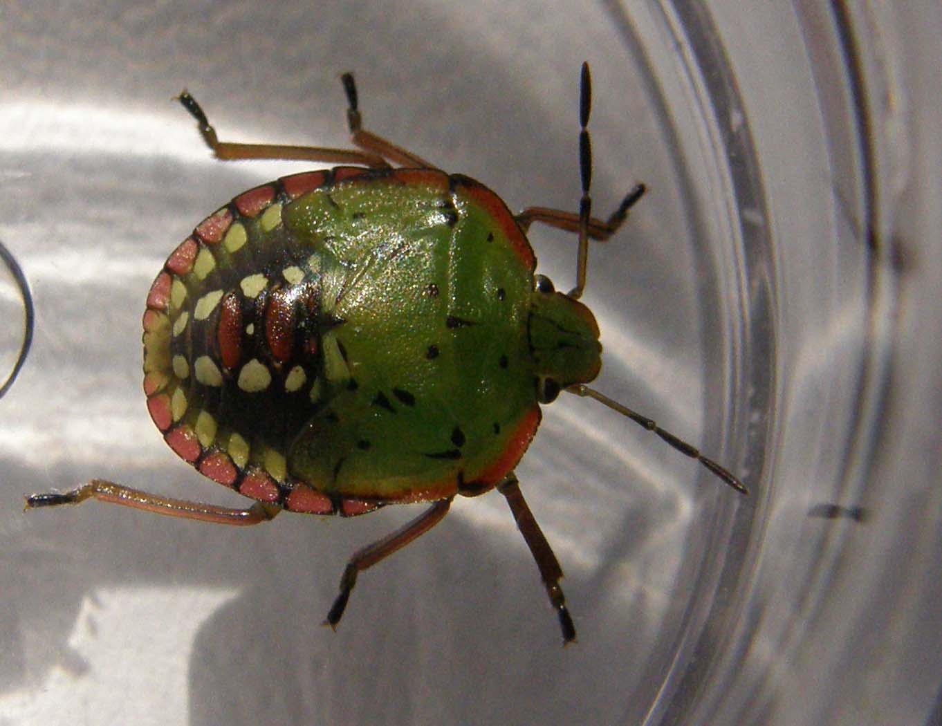 Pentatomidae : ninfe di Nezara viridula di Cornaredo (MI)